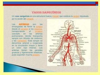 Aparato Circulatorio 2 Ppt Descarga Gratuita