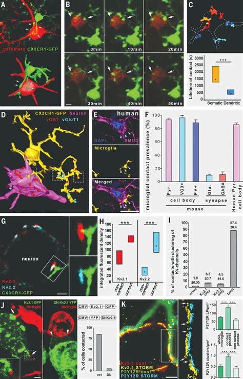 Microglia Monitor And Protect Neuronal Function Through Specialized