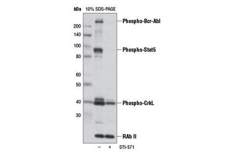 Pathscan Bcr Abl Activity Assay Phospho C Abl Phospho Stat And