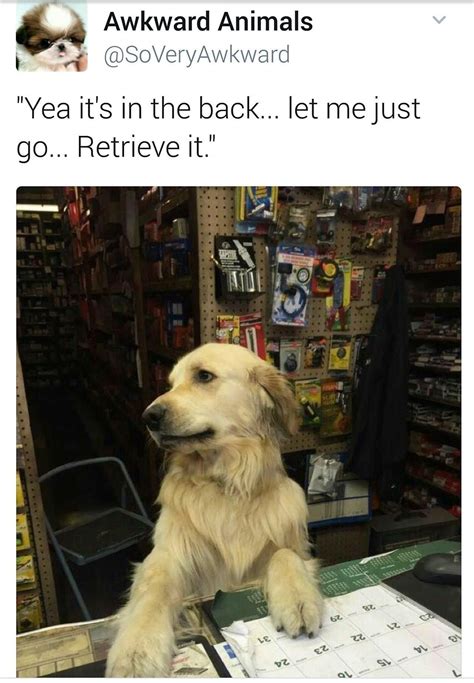 2136 best Hardware Store images on Pholder | Catswithjobs