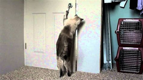 Amazing Cats Opening Doors 7 Times 2 Cats Youtube