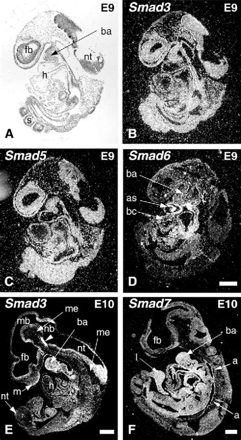 Figure From Developmentally Regulated Expression Of Smad Smad