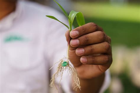 Germinación De Semillas De Maíz Guía Completa Blog Cambiagro