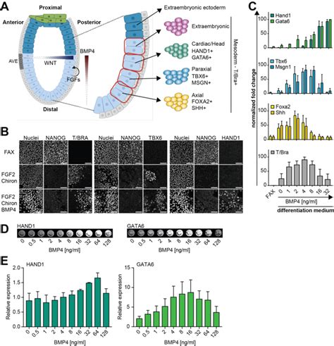 Concentration Dependent Functions Of Bmp During Mesoderm