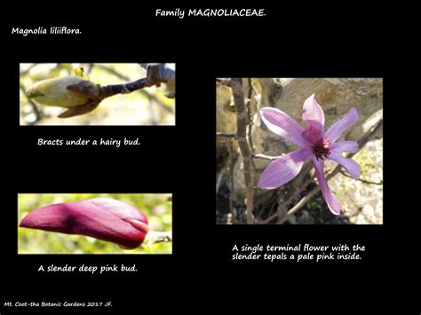 Magnolia hybrids & cultivars - Botany Brisbane