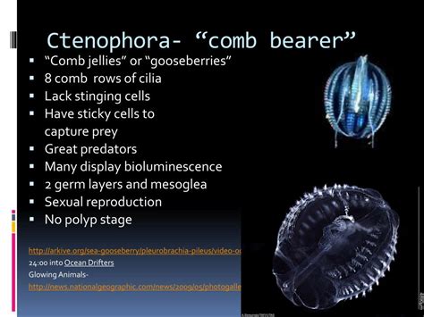 PPT - Phylum ctenophora PowerPoint Presentation, free download - ID:5391588