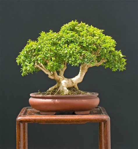 How To Grow A Wisteria Bonsai Tree Grow A Bonsai Tree Boxwood