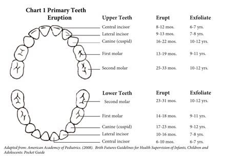 Primary Teeth Eruption Chart Download Printable PDF | Templateroller