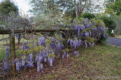 Beautiful Fence Wisteria In Highfields Australia Flickr