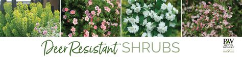 Deer Resistant Shrubs | Proven Winners