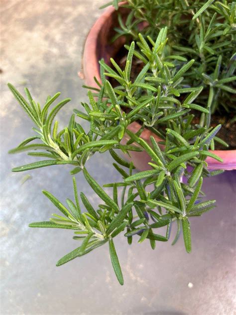 Rosemary Herbs Plant Trailing Each Pot Furniture Home Living