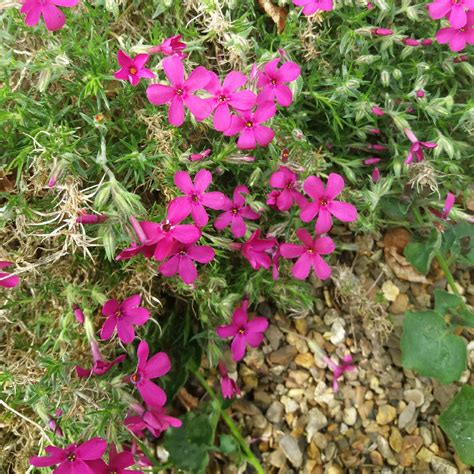 Phlox Douglasii Oxen Blood Phlox Oxen Blood In GardenTags Plant