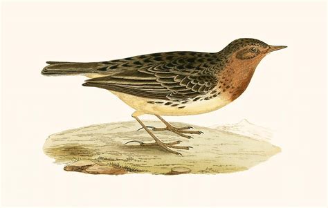 Red Throated Pipit Painting By English School Fine Art America