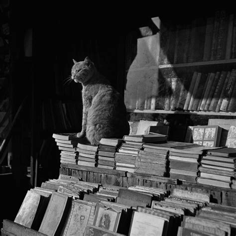 Кот учёный.: clio_historia — LiveJournal