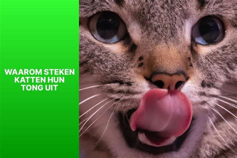 Waarom Steken Katten Hun Tong Uit