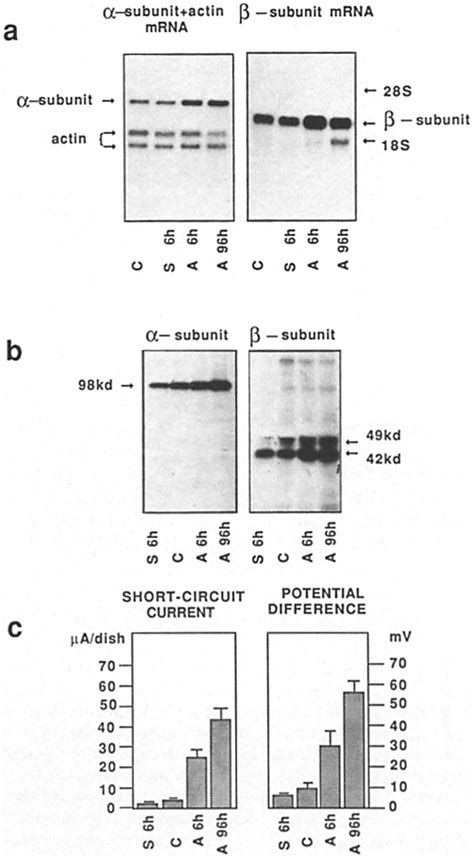 Effect of aldosterone and spironolactone on A6 cells grown on filters ...