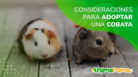 Consideraciones Para Adoptar Una Cobaya Cuidados En Cuyos C Mo