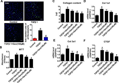 Genistein Suppresses Tgf Induced Proliferation And Collagen