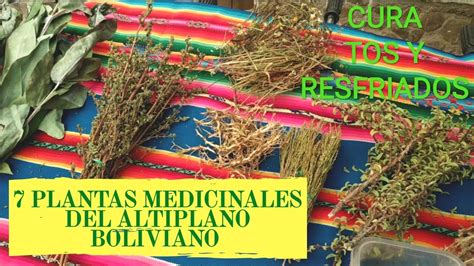 Beneficios De La Planta Medicinal Koa