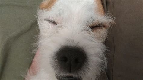 My dog's underbite after I asked if he wanted something, but fell