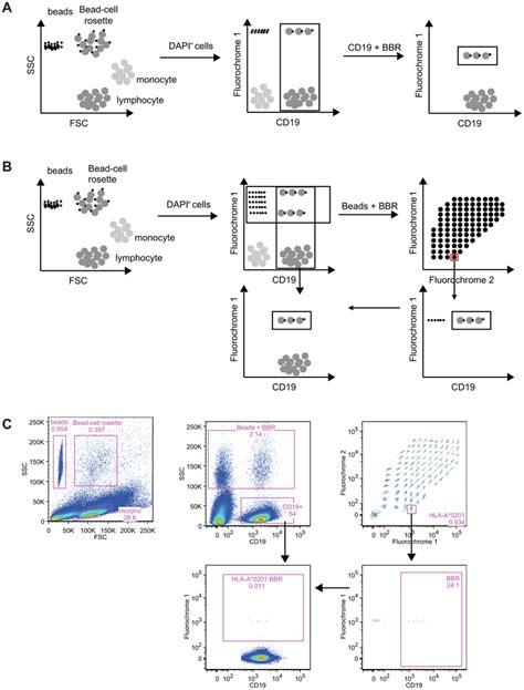 Principle Of The Method Of Identification Of Antigen Specific B Cells