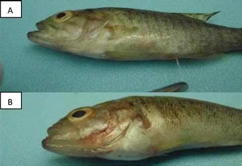 Figure 1 From Deciphering The Role Of The Largemouth Bass Virus LMBV