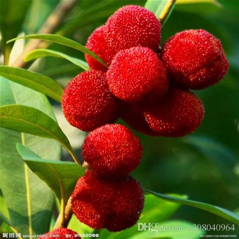 2020 Red Bayberry Tree Seeds Natural Perfume Indoor Diy Home Garden