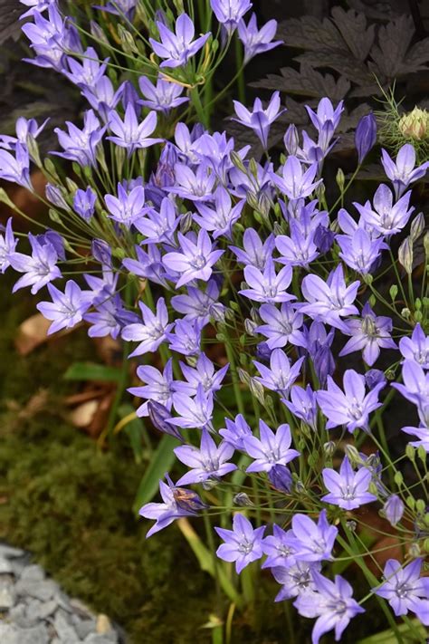 Triteleia