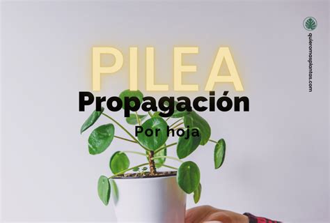 Pilea Peperomioides Propagaci N Por Hoja Quiero Mas Plantas