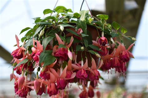 Фуксия комнатный цветок: уход в домашних условиях с фото