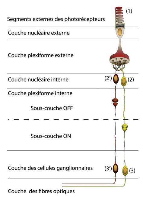 Photor Cepteurs Et Voies Visuelles