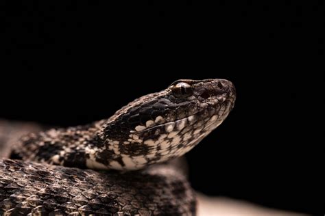 How Long Do Rattlesnakes Live? (By region and type)