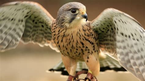 Download Animal Falcon Hd Wallpaper