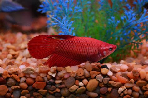 Red Female Veiltail Betta Pumpkin45 Flickr