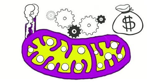 Dna Breaks Perturb Mitochondrial Gene Transcr Eurekalert