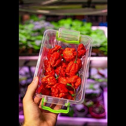 Кароліна Ріпер (Carolina Reaper) Київ Україна
