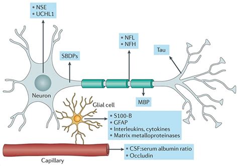 Traumatic Brain Injury Biomarkers Cap Today