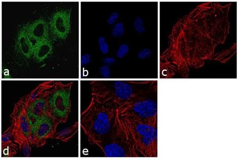 Prdx Mouse Anti Human Rat Clone A Invitrogen L