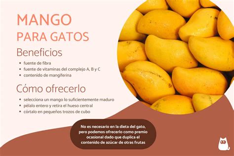 Los gatos pueden comer mango SÍ