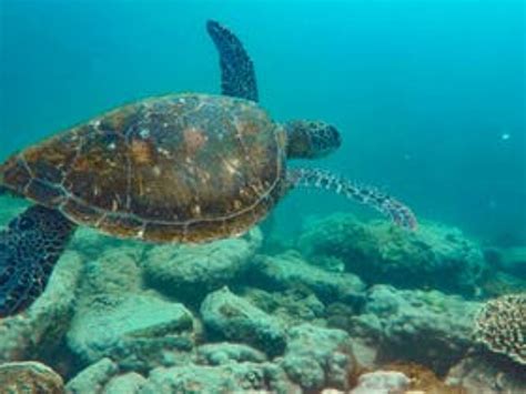 Snorkel With Turtles Sunreef Mooloolaba Tours Queensland