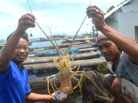 Cerita Pembudidaya Lobster Di Lombok KNTI