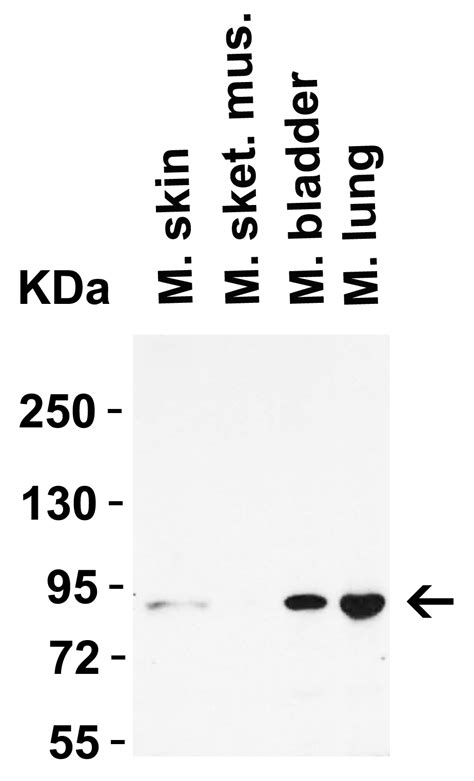 Anti STAT1α Antibody QED Bioscience Inc