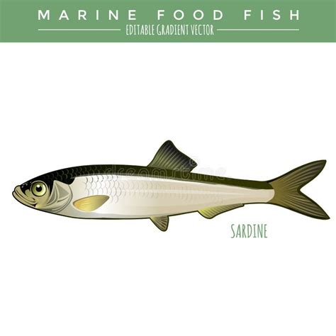 Sardine Marine Food Fish Stock Vector Illustration Of Fauna 68502743