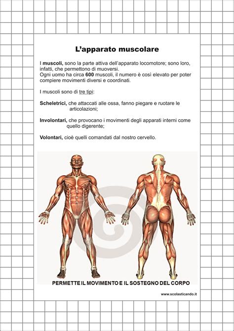 Classe Quinta Scienze Lapparato Muscolare Schede E Verifica Da