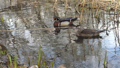 Colorful Male Wood Duck image - Free stock photo - Public Domain photo ...