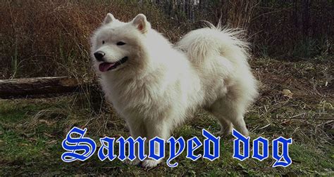 Samoyed dog breed Personality, Appearance, characteristics and pictures