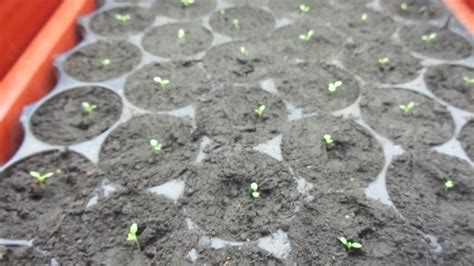 ПЕТУНИЯ НА ВТОРОЙ ДЕНЬ ПОСЛЕ ПИКИРОВКИ. Ольга Чернова. - YouTube