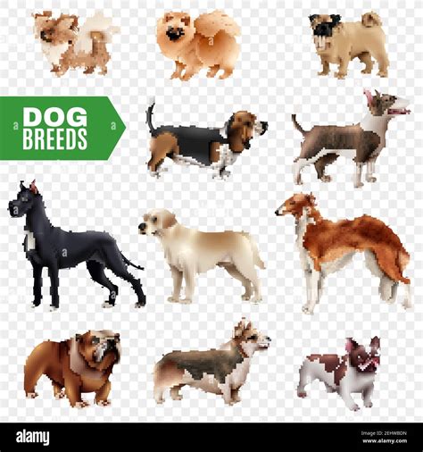 Colored and isolated dog breeds icon set cute and realistic on transparent background vector ...