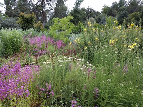 Native Plants for Southern California Pollinators - Fine Gardening