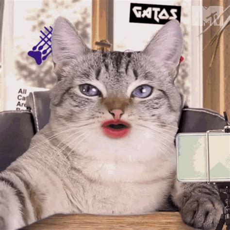 Woah Mtv Miaw GIF - Woah Mtv Miaw Cat Show - Discover & Share GIFs in ...